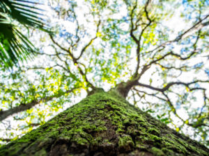 Meditative Tree